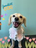 「Dog salon mofu mofu 余市町」