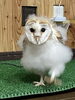 メンフクロウヒナ「メンフクロウのヒナ」