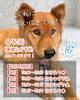 「【完全予約制】SAYAMAKOわんにゃん譲渡会2026.6.6㈯ 参加犬紹介⑥雑種犬　 埼玉/所沢・入間・狭山・川越・飯能 　東京/東大和・武蔵村山・東村山・東久留米・小平・立川」
