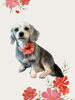 「Dog salon mofu mofu　余市町」