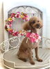 ロンちゃん「わんこと秋桜🐾」