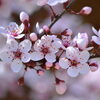 「ふっと香る花の匂いに春を感じます🌸【明るく輝く”パワーガラス”アクセサリー】」
