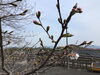 西彼町のお花見・絶景スポット「🌸西海橋の桜情報🌸」