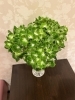 緑色の紫陽花「七夕の日」