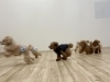 元気に駆け回ります💨「ましゅまろ幼稚園🐾」