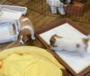 「5月１５日生まれの男の子2匹🐶」