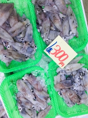 「西海物産館 魚魚市場鮮魚コーナーおすすめ商品は「活きあさり大特価で販売中！」です♪」