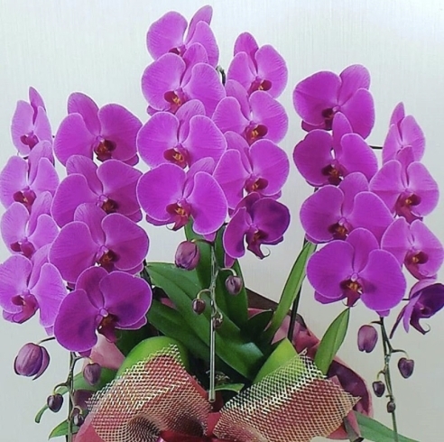 お祝い花の王様 胡蝶蘭 花職人 Emigreenmoon エミグリーンムーン のニュース まいぷれ 黒部 入善 朝日 お祝い花の王様 胡蝶蘭 花職人 Emigreenmoon エミグリーンムーン のニュース まいぷれ 黒部 入善 朝日