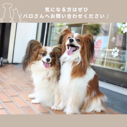 「バロ蕨店【モデル犬・モデル猫募集のご紹介】」