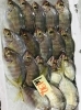 「魚魚市場鮮魚コーナーおすすめは「ヒラアジ・バーベキュー3点セット」です♪」