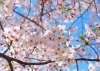 ソメイヨシノ「桜が大好きなんだーっ‼️」