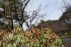 ツツジ「舞鶴引揚記念館　桜情報」