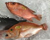 「魚魚市場鮮魚コーナーおすすめは「赤イサキ」です♪」
