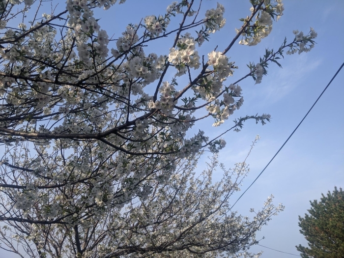 大島桜と多岐いちじくの丘　大田市朝山町仙山