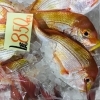 「魚魚市場鮮魚コーナーおすすめは「なまこ・うちわエビ・生かき」です♪」