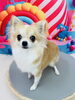 ロングチワワのハクちゃん🎀「トリミングにご来店されたわんちゃん紹介🐶🐾」