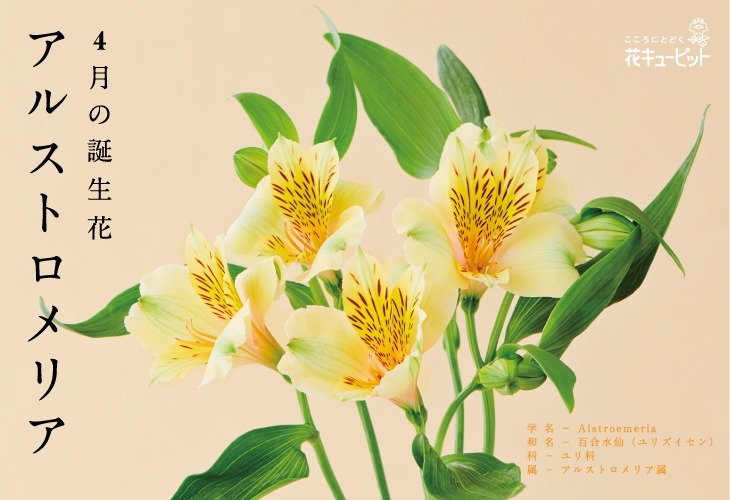 4月の誕生花 アルストロメリア ガーベラ記念日 花キューピットでお花じかん まいぷれ 黒部 入善 朝日 4月の誕生花 アルストロメリア ガーベラ記念日 花キューピットでお花じかん まいぷれ 黒部 入善 朝日