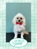 「Dog salon mofu mofu　余市町」