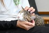 「新しい仲間がやってきました🐈🐈」