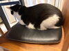 「【新居浜市久保田町付近】迷い猫を探しています（不明になった日：2026年10月2日）」