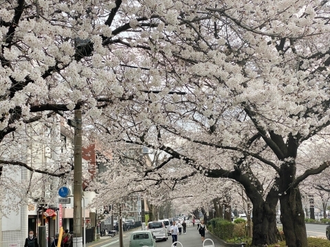 さくら通りの駐車スペースの上も桜
