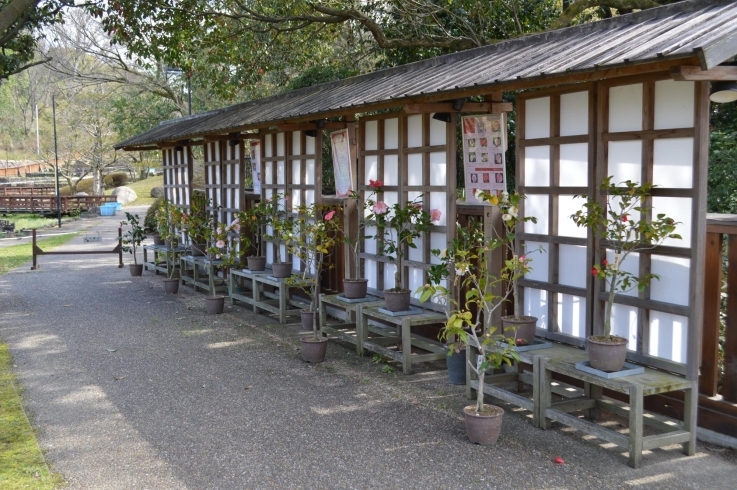 つばき展会場「つばき展」