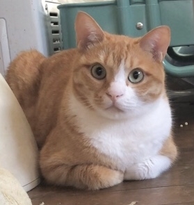 ここは涼しいよ ボクのお気に入りさ チャチャ君「シッター頼んで 保護猫支援!?」
