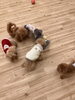 みんなでノーズワーク中😋「ましゅまろ幼稚園🐾」