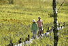 「この季節ならではの入笠山を楽しむ」