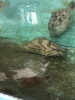「西海物産館 鮮魚コーナーのおすすめは「イサキ」です♪」
