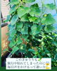 復活しました！「植物の力って凄い！！」