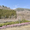 「地元『山菜』並びます！道の駅木曽福島」