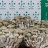 （有）鬼澤食菌