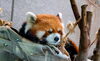 お昼寝姿もかわいい！「レッサーパンダ」