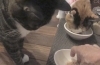 パパさんママさんの帰宅は夜だよ〜しっかり食べとこう「ご希望に沿ったシッティングで愛猫の快適なお留守番をサポートします〜トイレ編」