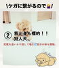 「ドッググッズショップ&サロンDanke 【愛犬のその問題行動〇〇で解決出来るかも⁉️】」
