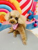 プードルの梅ちゃん🍓「🐶トリミング🐾」