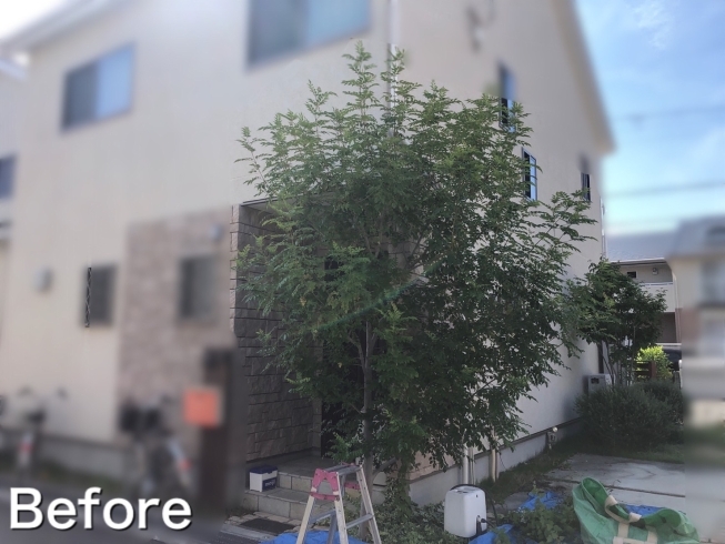 シマトネリコの剪定をしました 植木屋ハッピーグリーンのニュース まいぷれ 川西 三田 猪名川 シマトネリコの剪定をしました 植木屋ハッピーグリーンのニュース まいぷれ 川西 三田 猪名川