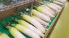 「山居館夏野菜フェア開催決定‼️」