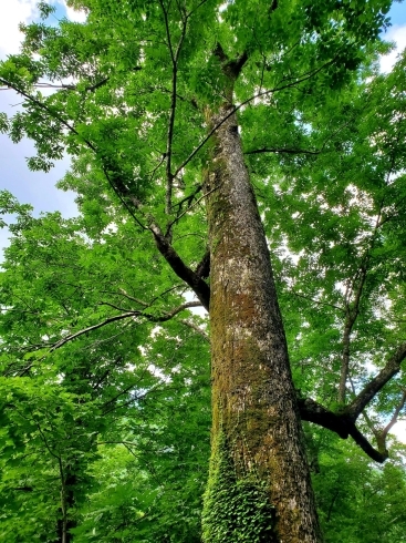 推定樹齢200年のヤチダモ「《ブナの森　温身平(ぬくみだいら)セラピーウォーク》に行ってきました。」