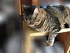「棚の上にお座り」