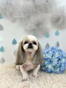 くーちゃん「わんこと梅雨」