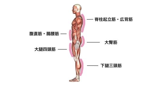 姿勢を維持する主な筋肉です。「ご自分の「姿勢」を意識した事はございますか？　ちょっとした事を意識をするだけでも姿勢は改善されます。それ以上の「美」を求めるならばKiitos川口にお任せください。」