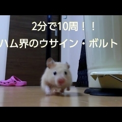 ウサイン・ボルト！？2分で10周！cute funny hamster Usain Bolt　＃30