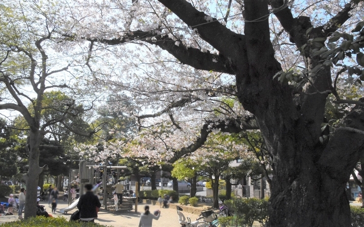 どんな昆虫が見つかるかな 船橋でおすすめの虫取りスポット6選 船橋 市川 習志野 八千代でおすすめの虫取り 虫観察スポットまとめ まいぷれ 船橋市