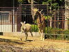 ④「グラントシマウマのウララが向かう先には・・・」