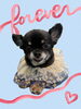 「Dog salon mofu mofu　余市町」