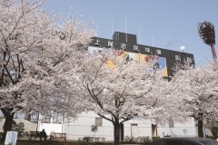 お花見するならここ 上尾市の桜情報 上尾市 桶川市お花見スポット まいぷれ 上尾 桶川