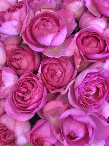 プロポーズ花束 中区花屋 開店祝いスタンド 花束 アレンジ 観葉植物 Bouquet Nature ブーケ ナチュール のニュース まいぷれ 浜松市 プロポーズ花束 中区花屋 開店祝いスタンド 花束 アレンジ 観葉植物 Bouquet Nature ブーケ ナチュール のニュース まいぷれ 浜松市