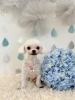 ちゃちゃちゃん「わんこと梅雨☔️」
